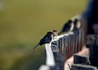 Ringmus Passer Montanus - Gurvanbulag 14-08-2016 (1)